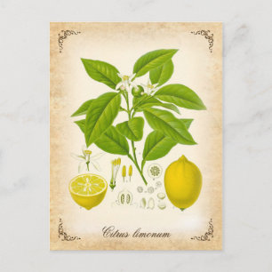Die Zitrone - Vintage-Illustration Postkarte