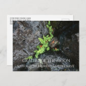 Die Zucht im Lavafelsen, die Mondkrater Postkarte (Vorne/Hinten)