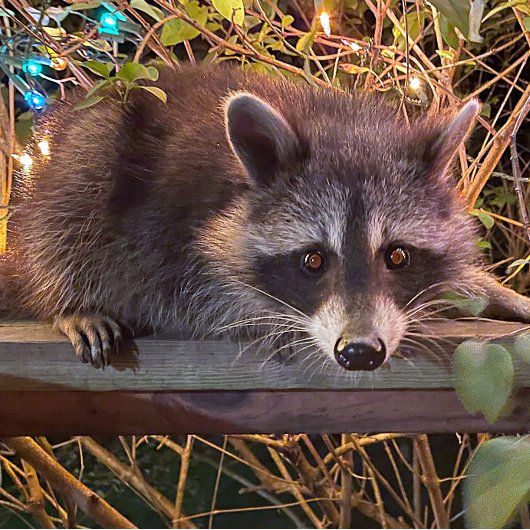 Die Zukunft ist weibliches T-Shirt in Schwarz