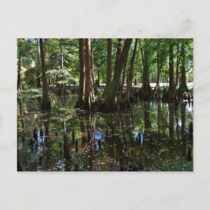 Die Zypressenbäume 2 Postkarte