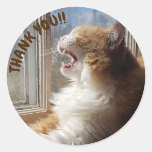 Diego, die Katze danke Ihnen Aufkleber