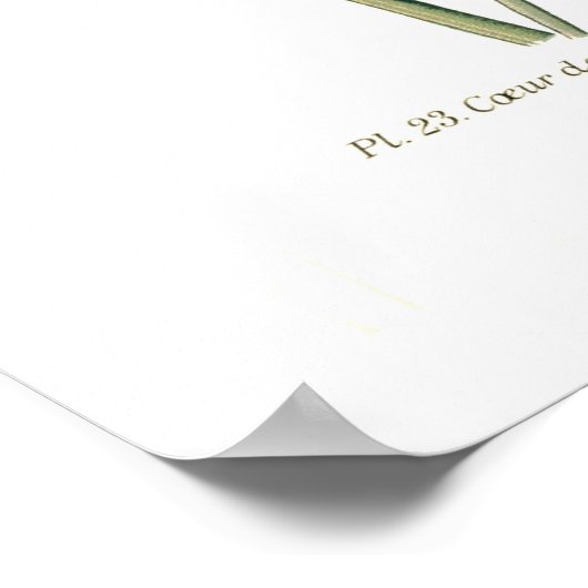 Dielytra-Spezies (Dicentra) Poster (Ecke)