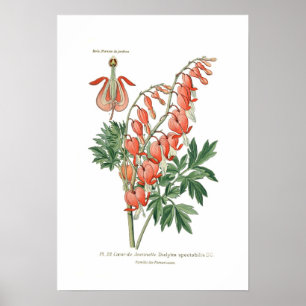 Dielytra-Spezies (Dicentra) Poster