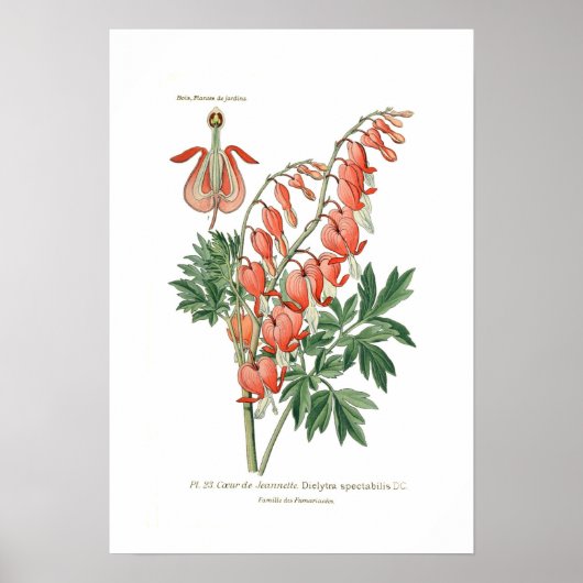 Dielytra-Spezies (Dicentra) Poster (Vorne)