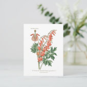 Dielytra-Spezies (Dicentra) Postkarte (Stehend Vorderseite)
