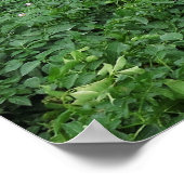 Dieng Farmland Poster (Ecke)