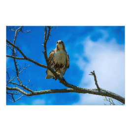 DIESE AUGEN 36 X 24 Kodak Pro Foto