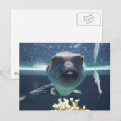 Diese Buckzahfische Postkarte (Vorne/Hinten)