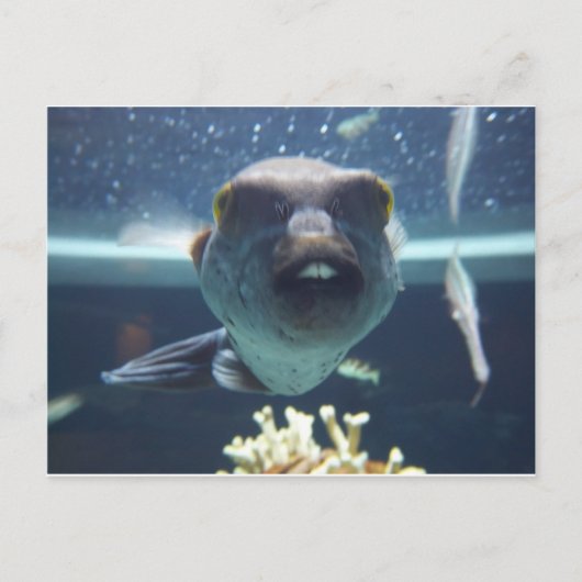 Diese Buckzahfische Postkarte (Vorderseite)