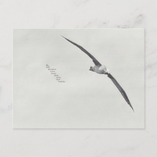 "diese Flügel" Postkarte (Vorderseite)