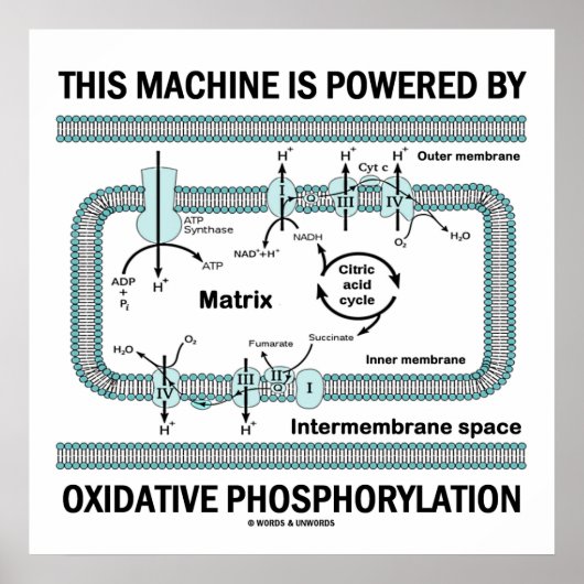 Diese Maschine wird durch oxidative Phosphorylieru Poster (Vorne)
