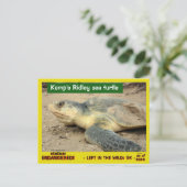 Diese Meeresschildkröte droht zu verschwinden — po Postkarte (Stehend Vorderseite)