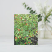 Dieser Baum heißt Rowan in englischer Sprache (wis Postkarte (Stehend Vorderseite)