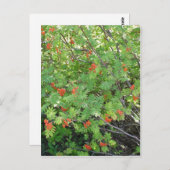Dieser Baum heißt Rowan in englischer Sprache (wis Postkarte (Vorne/Hinten)