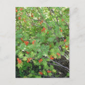 Dieser Baum heißt Rowan in englischer Sprache (wis Postkarte (Vorderseite)