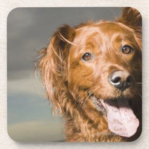 Dieser Hund ist goldener Retriever des Teils Getränkeuntersetzer