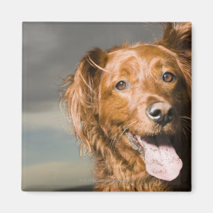 Dieser Hund ist goldener Retriever des Teils Magnet