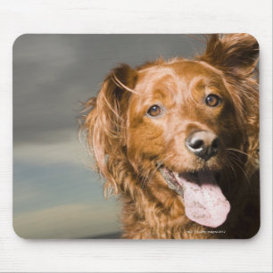 Dieser Hund ist goldener Retriever des Teils Mousepad
