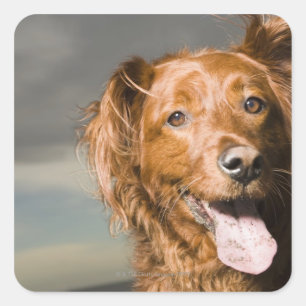 Dieser Hund ist goldener Retriever des Teils Quadratischer Aufkleber