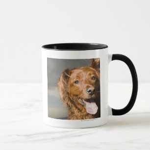 Dieser Hund ist goldener Retriever des Teils Tasse