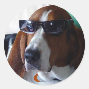 Dieser Jagdhund ist ein kool kat Runder Aufkleber