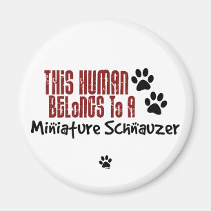 Dieser Mensch gehört einem Zwergschnauzer Magnet