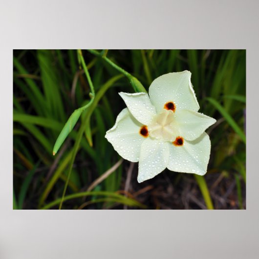 Dietes Bicolor African Iris Lily Poster (Vorne)