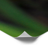 Dietes Bicolor African Iris Lily Poster (Ecke)