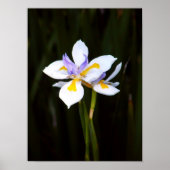 Dietes Poster (Vorne)
