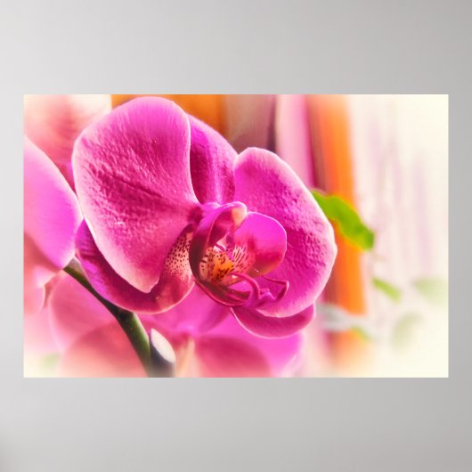 Diffuse Orchid Poster (Vorne)