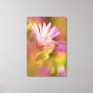 Diffuses Bild einer farbenfrohen Sukkulentenblume Leinwanddruck