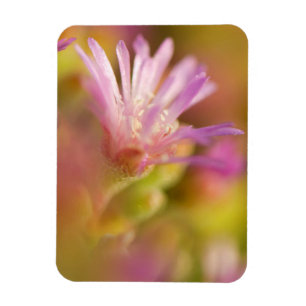Diffuses Bild einer farbenfrohen Sukkulentenblume Magnet