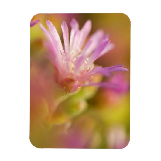 Diffuses Bild einer farbenfrohen Sukkulentenblume Magnet (Vertikal)