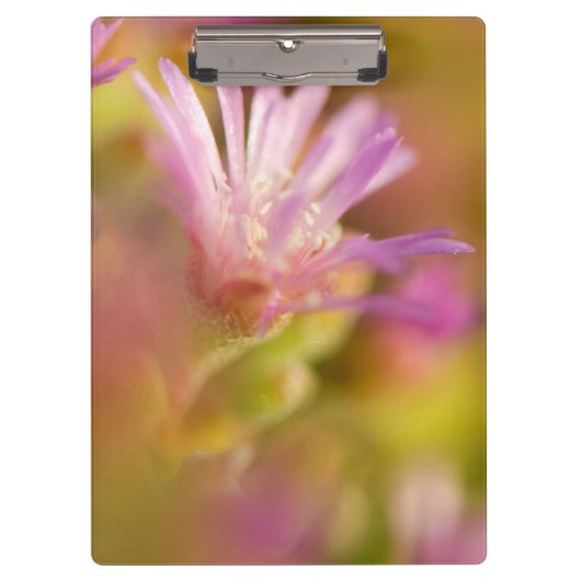 Diffuses Bild einer farbenfrohen Sukkulentenblüte Klemmbrett (Vorderseite)