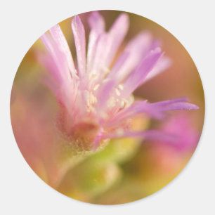 Diffuses Bild einer farbenfrohen Sukkulentenblüte Runder Aufkleber