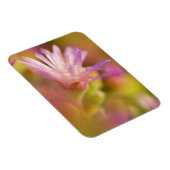 Diffusionsbild einer farbigen, sukkulenten Blume Magnet (Rechte Seite)