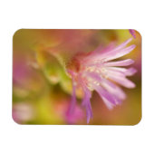 Diffusionsbild einer farbigen, sukkulenten Blume Magnet (Horizontal)