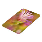 Diffusionsbild einer farbigen, sukkulenten Blume Magnet (Linke Seite)
