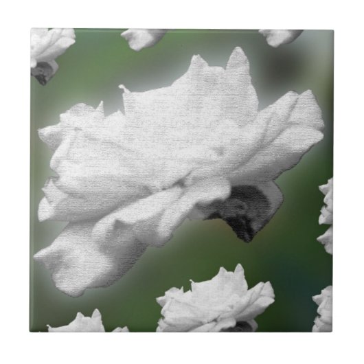 Digitale Collage "Fade to Green, White Rose" Fliese (Vorderseite)