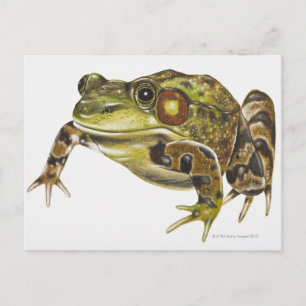 Digitale Darstellung von Green Frog Postkarte