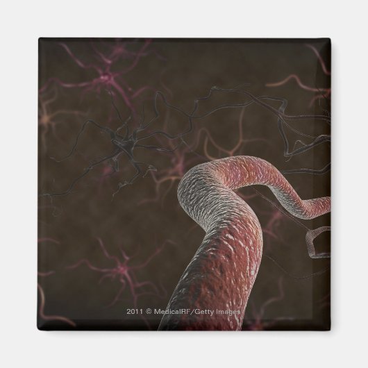 Digitale Darstellung von Neuronen Magnet (Vorne)