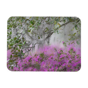 Digitale Komposition aus Azaleen und Magnolienbaum Magnet