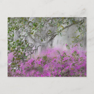 Digitale Komposition aus Azaleen und Magnolienbaum Postkarte