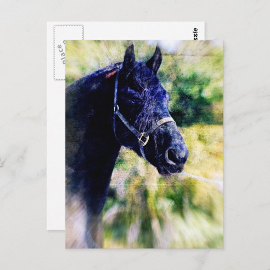 Digitale Kunst für das Schwarze Pferd Postkarte (Vorne/Hinten)