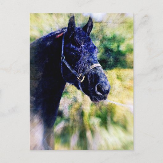 Digitale Kunst für das Schwarze Pferd Postkarte (Vorderseite)