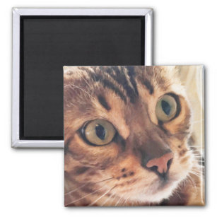 Digitale Kunst Nah aus schönen Katzen Große Augen Magnet
