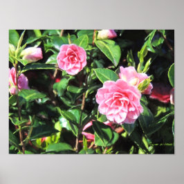 Digitale Malerei in Rosa Kamelien Kunst, Dichtung Poster