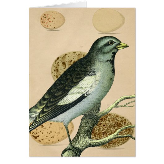 Digitale Vintage Vogelkunst (Vorne)