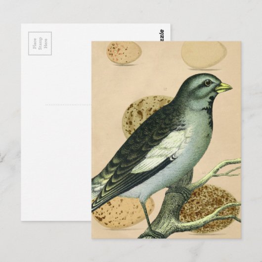 Digitale Vintage Vogelkunst Postkarte (Vorne/Hinten)