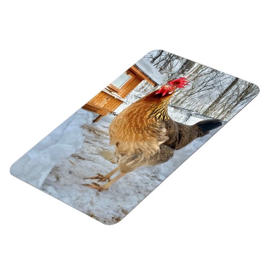 Dignithähnchen Magnet (Linke Seite)